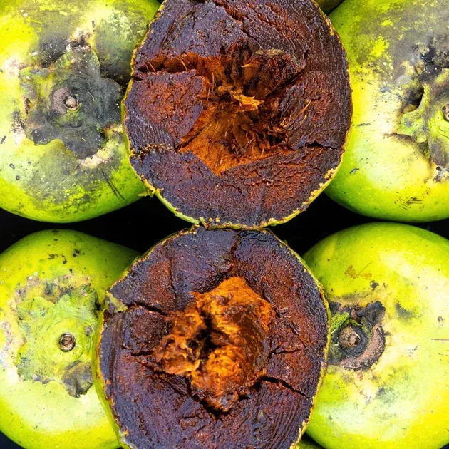 Black Sapote **Pre Order***