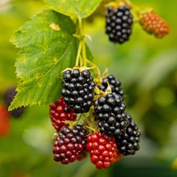 Black Satin Blackberry