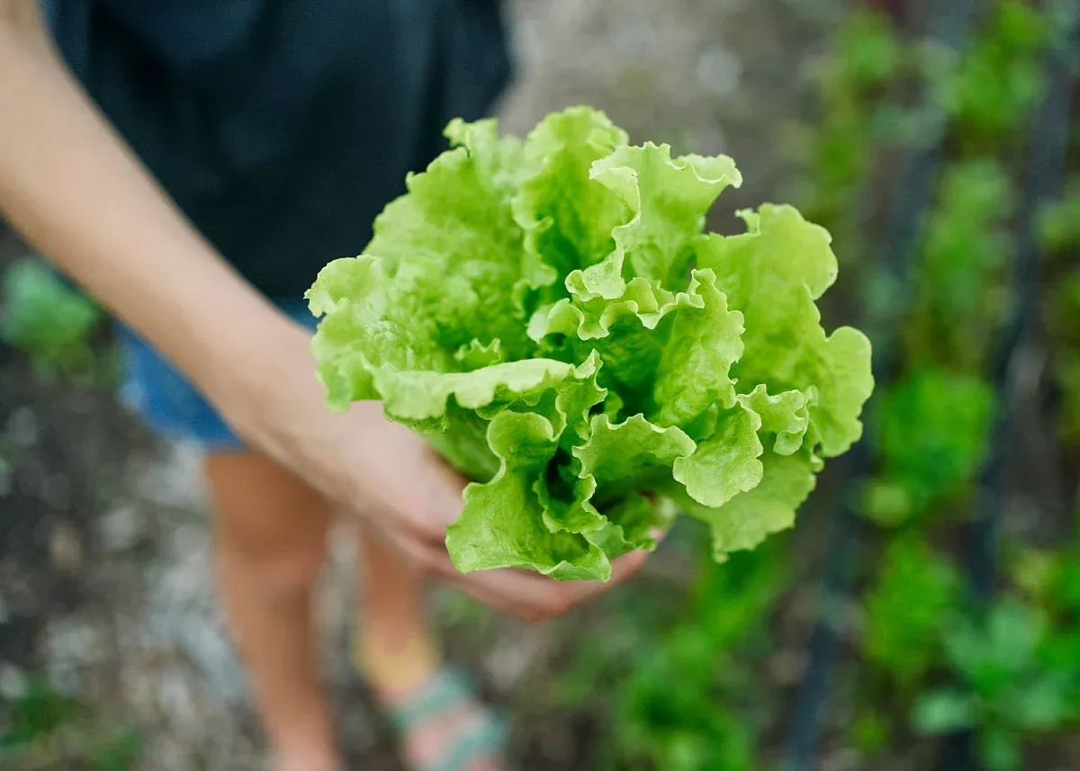 Black Seeded Simpson - Organic Lettuce Seeds