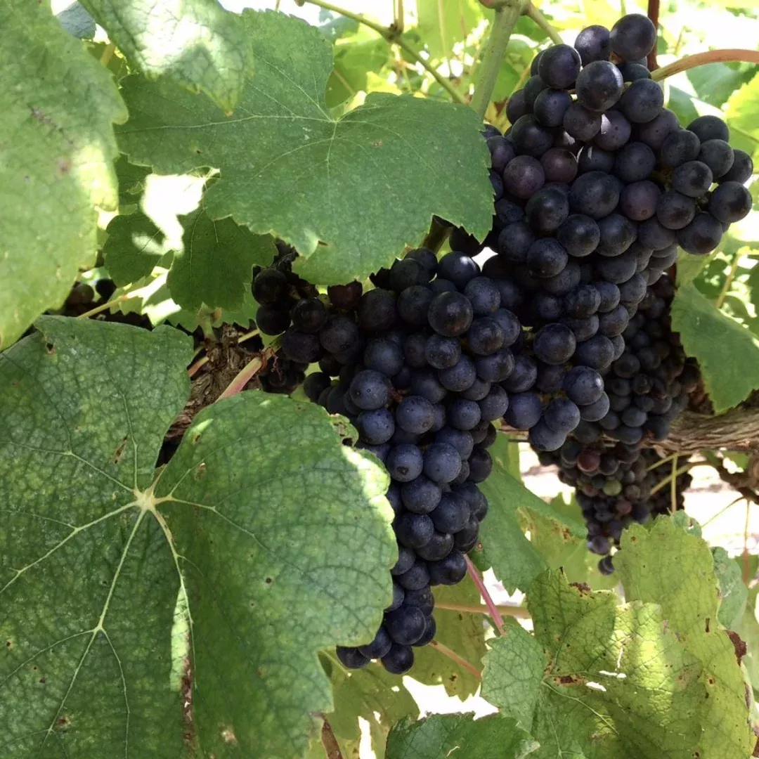 Black Spanish Grape Vine Shrub