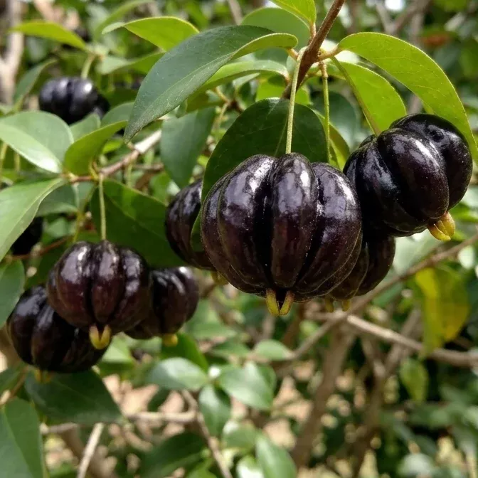 Black Surinam Cherry