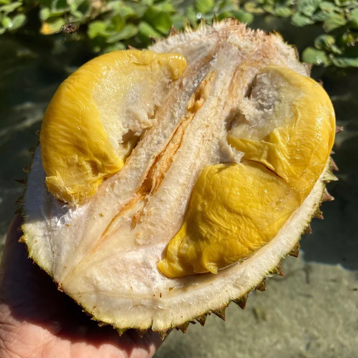 Black Thorn Durian *Pre-Order*