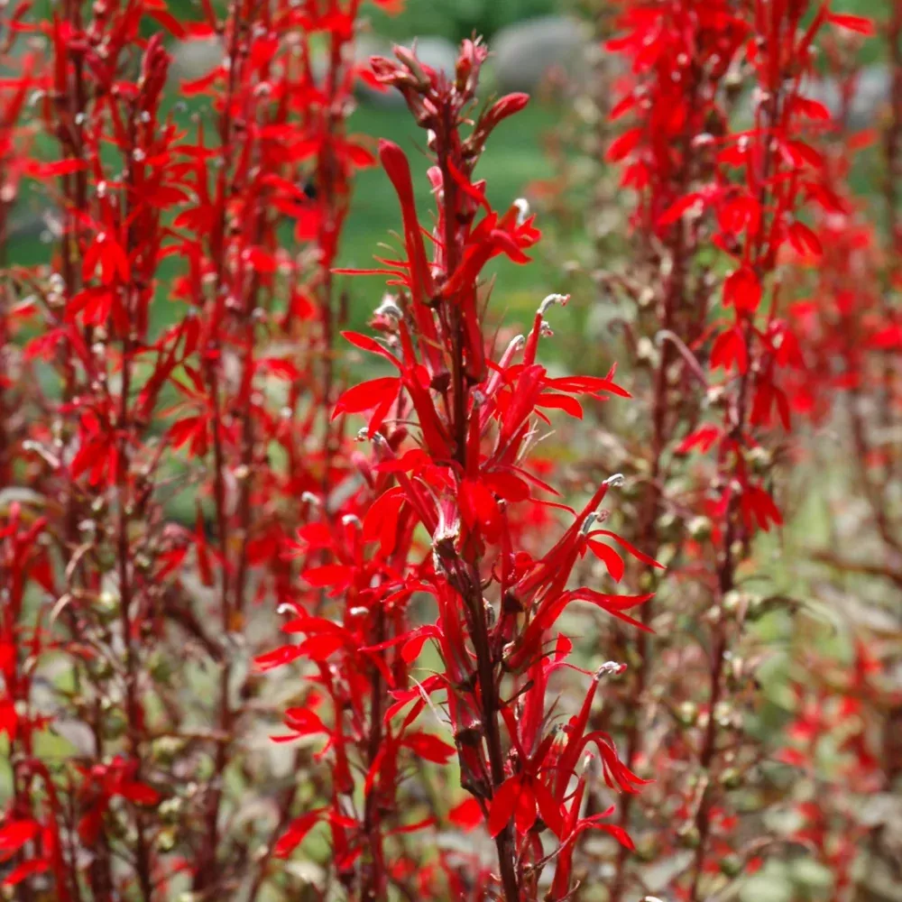 Black Truffle Cardinal Flower
