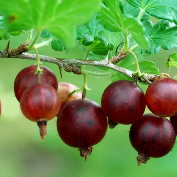 Black Velvet Gooseberry
