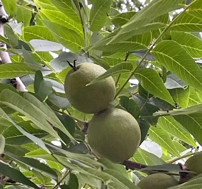 Black Walnut Seeds