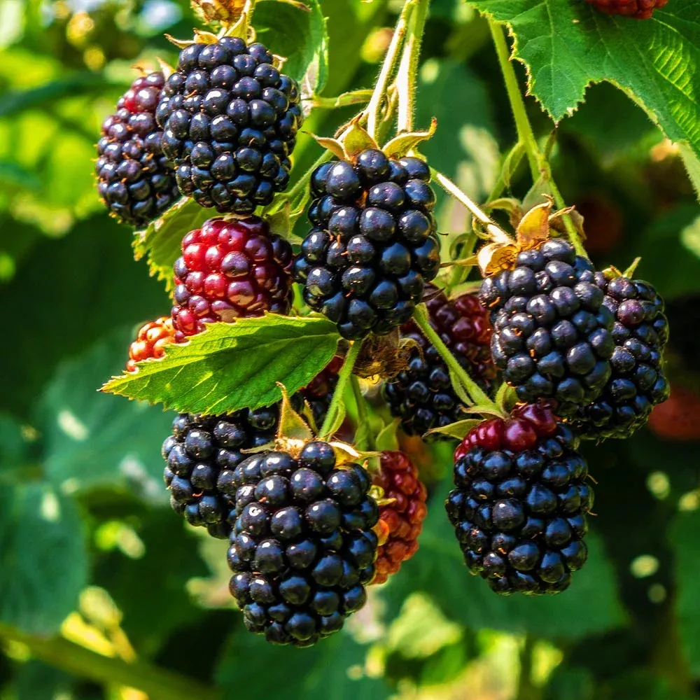 Blackberry 1g