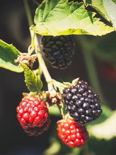 Blackberry 'Apache' 1 Gallon