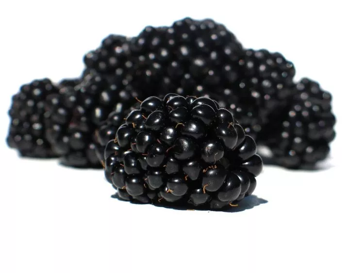 Blackberry Bush