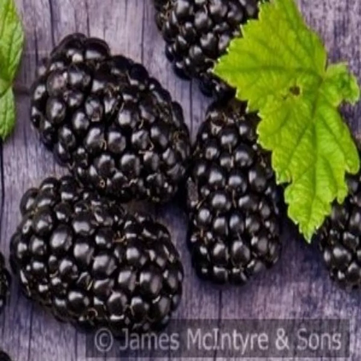 Blackberry Karaka BlackRubus fruticosus