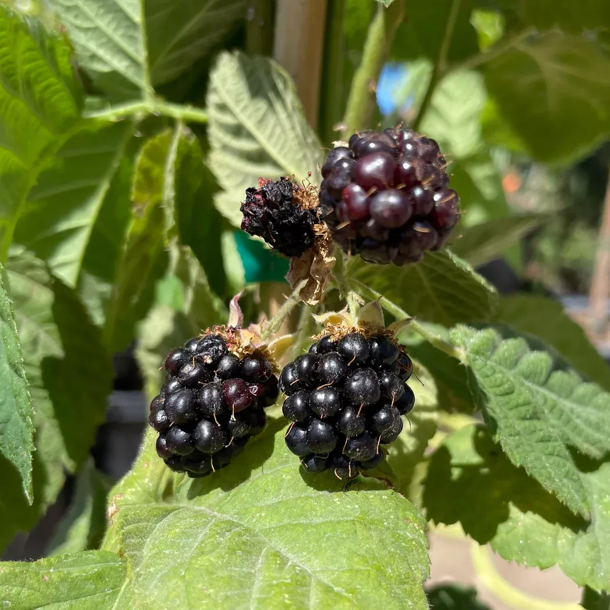 Blackberry