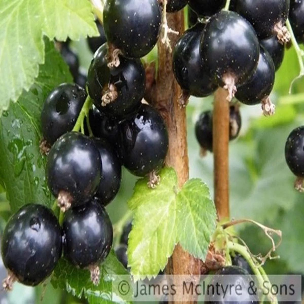 Blackcurrant BaldwinRibes nigrum