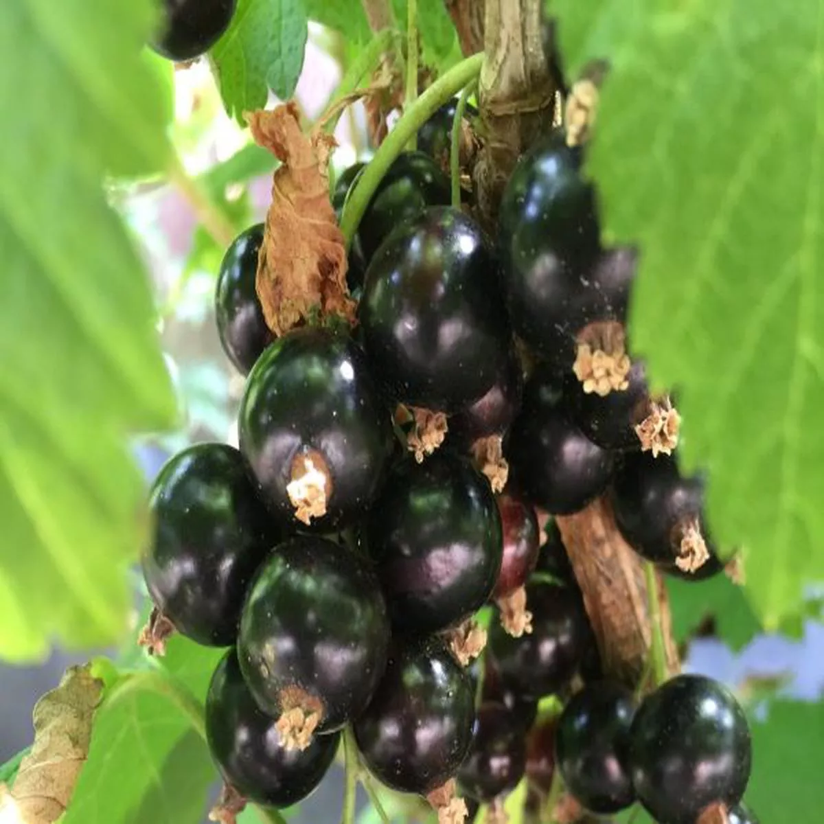 Blackcurrant Ben LomondRibes nigrum