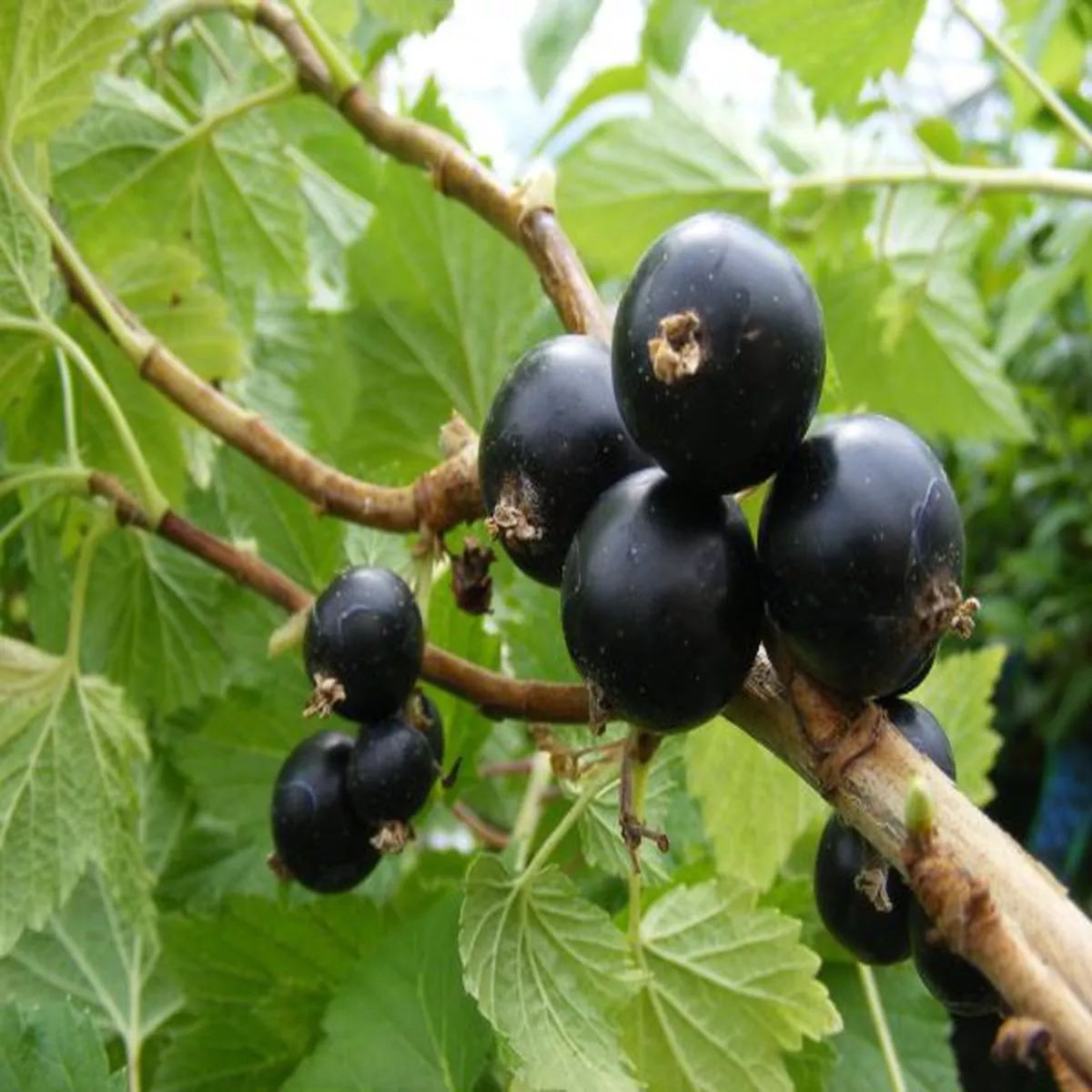 Blackcurrant Big BenRibes nigrum