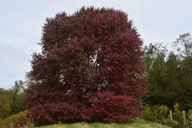 Blackgum Tree 5 gallon