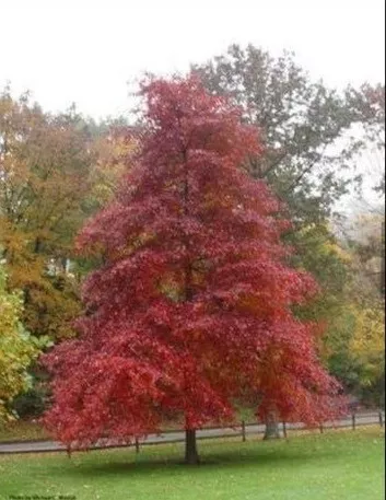 Blackgum ' WILDFIRE' #15