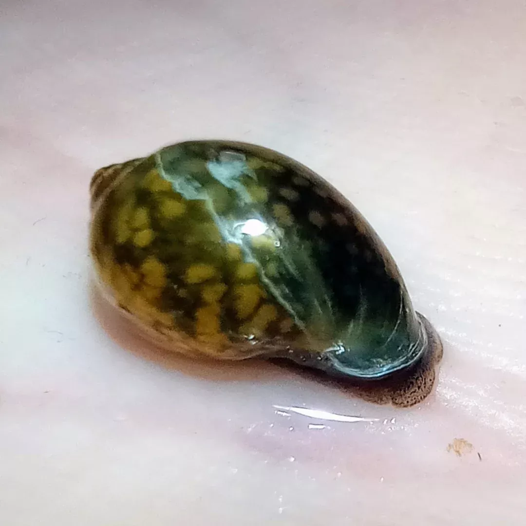 Bladder Snails (Physella acuta) – Live Snails for Aquariums, Ponds, and Natural Water Features