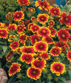 Blanket Flower - Gaillardia - Assorted Varieties