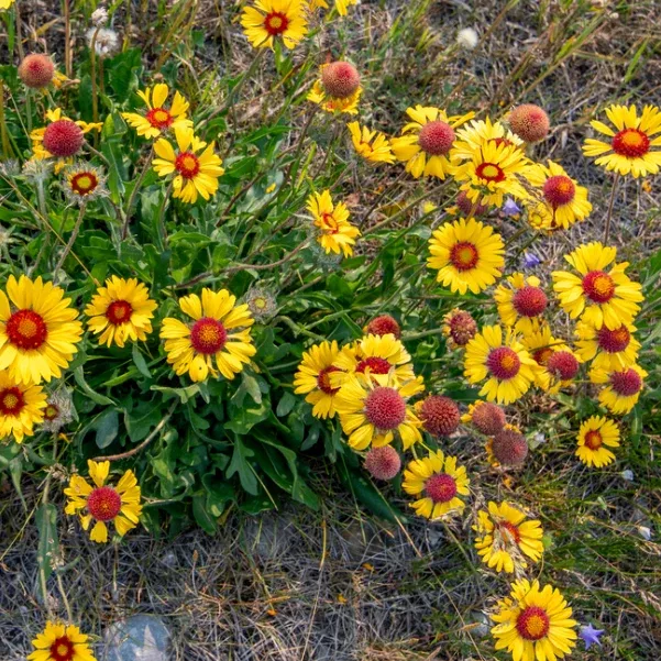 Blanketflower Seeds