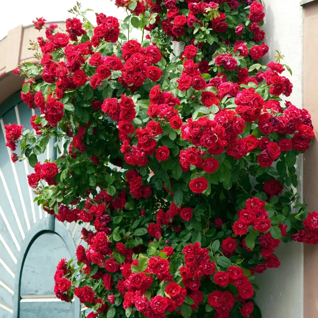 Blaze ClimbingRose