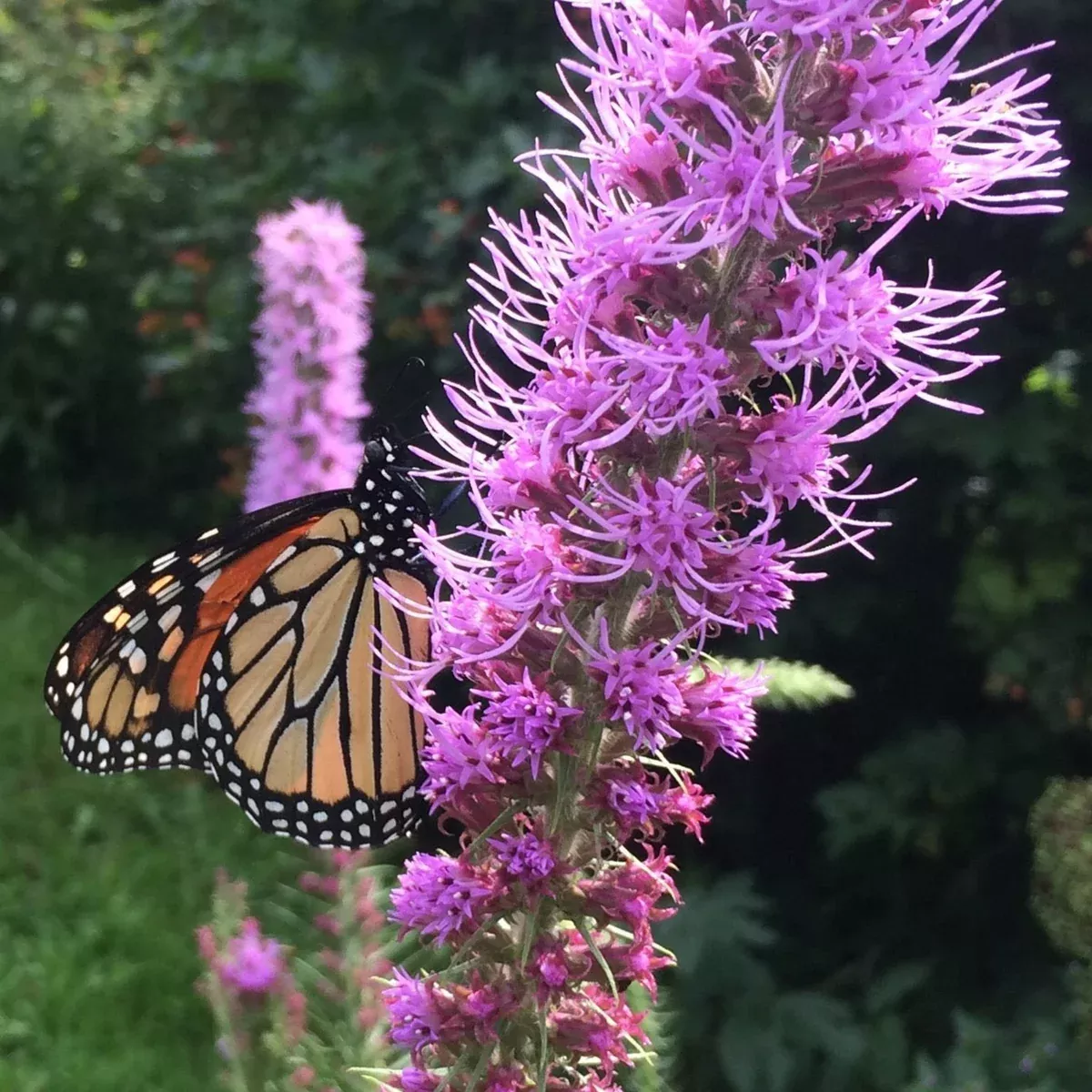 Blazing Star, Prairie(Liatris pycnostachya)