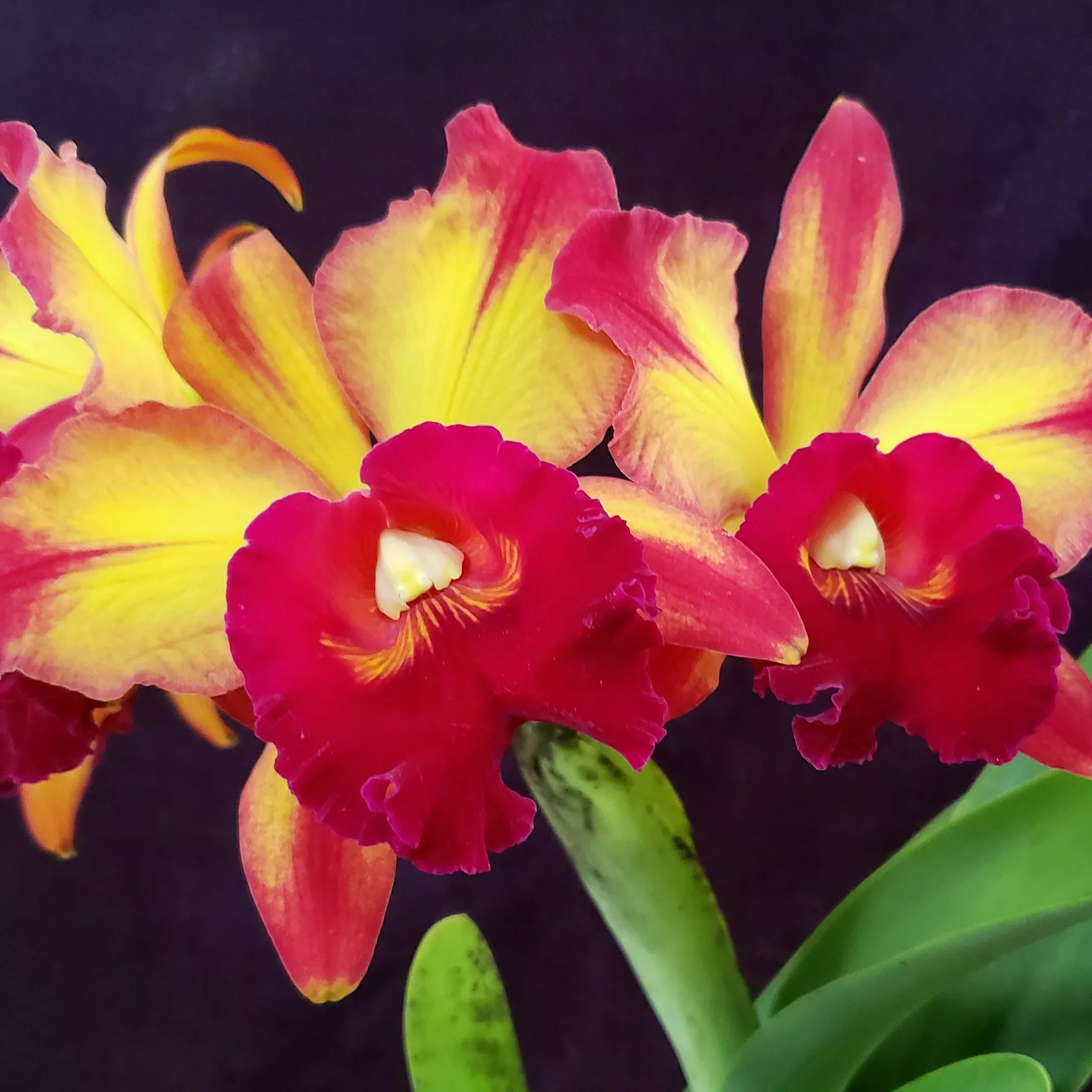 Blc. Toshie Aoki 'Pizazz'