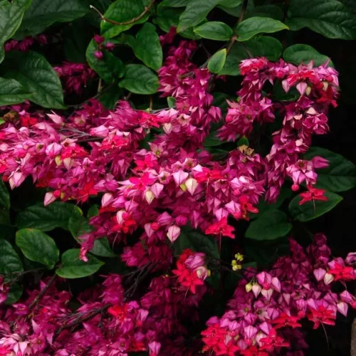 Bleeding Heart Vine