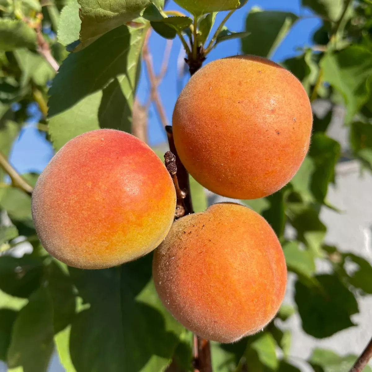 Blenheim Royal Apricot