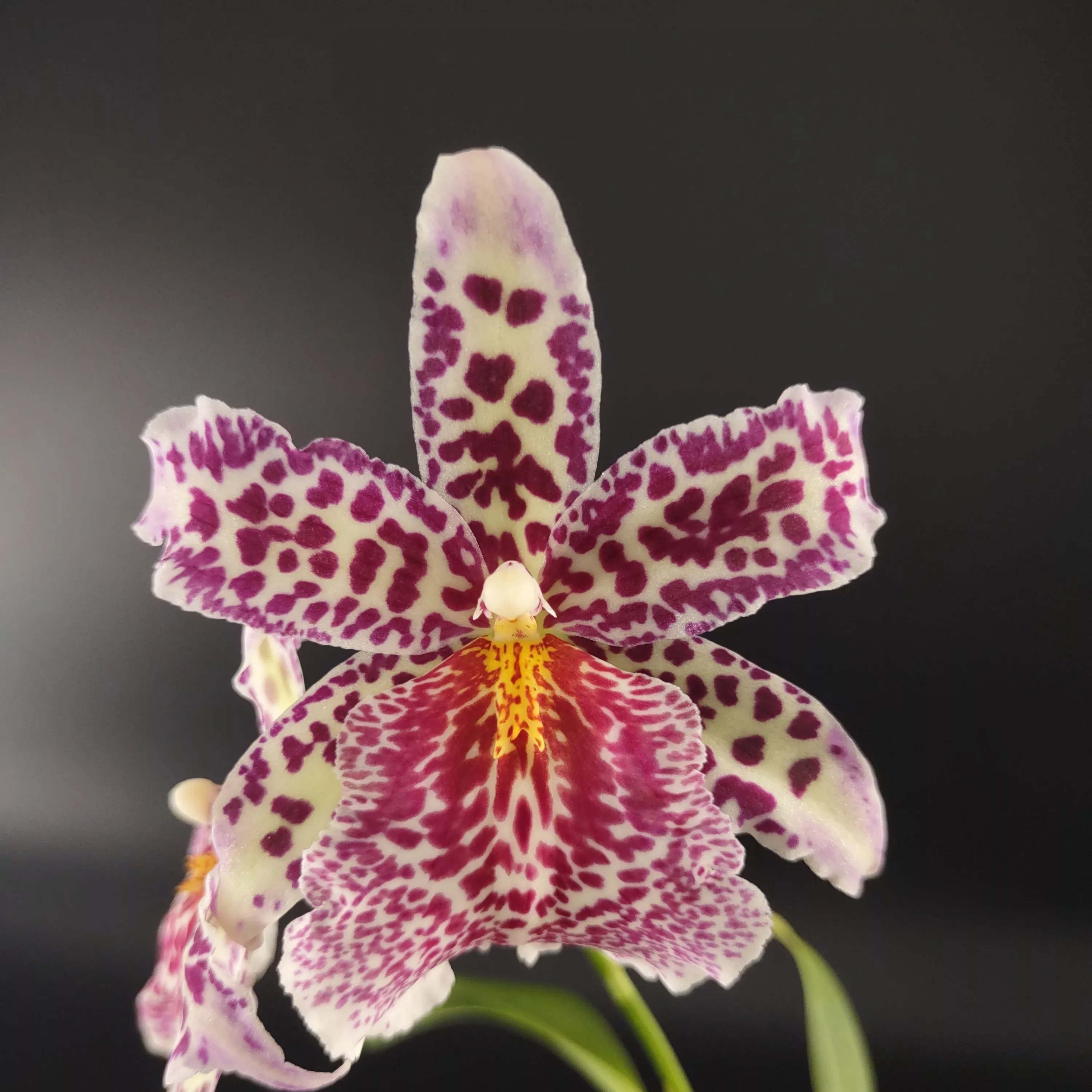 Bllra. Big Shot 'Pink Panther'