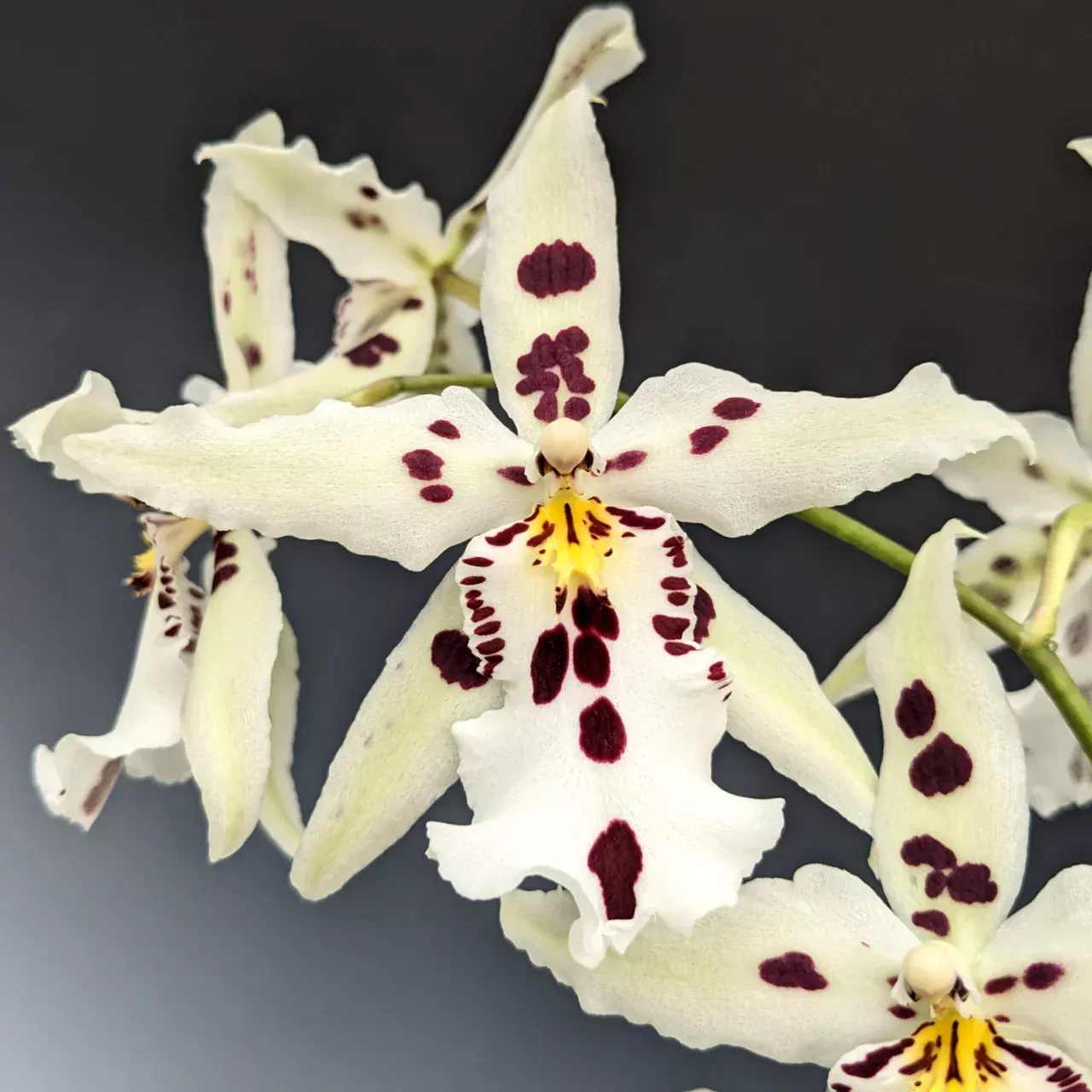 Bllra. Snowblind 'Sweet Spots'