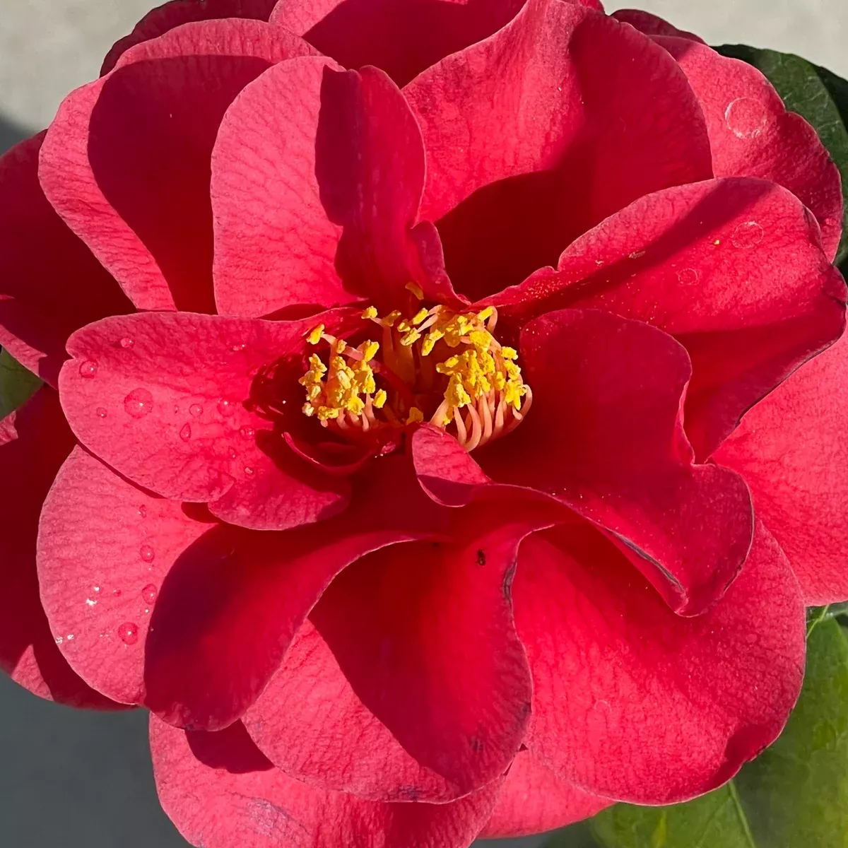 Blood of China Camellia