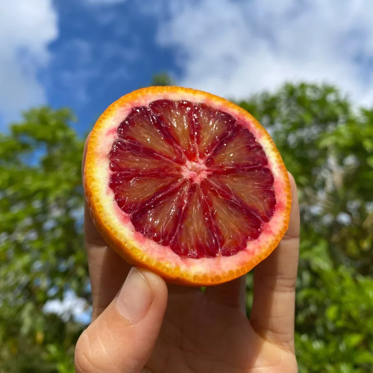 Blood Orange *Pre-Order*