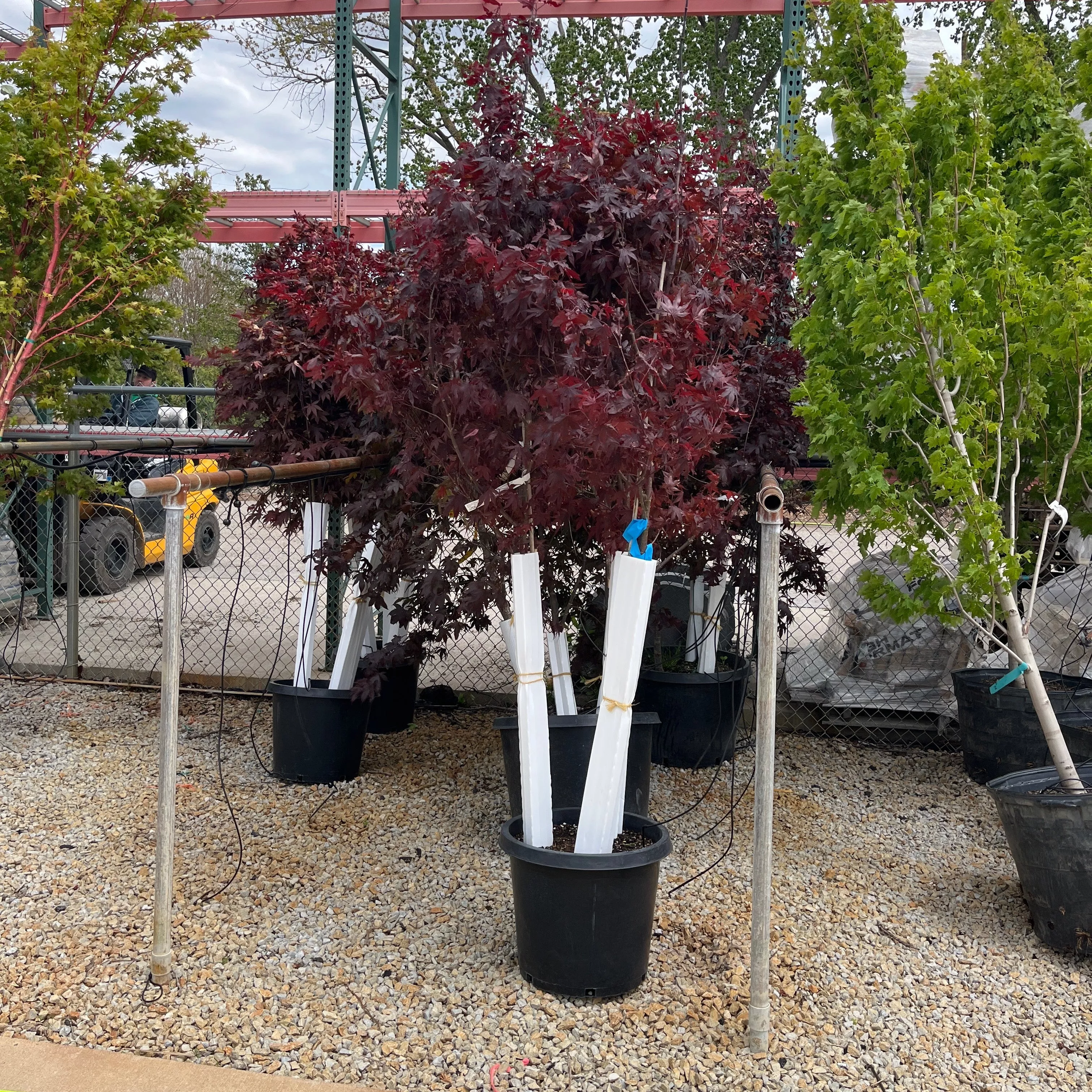 Bloodgood Japanese Maple Clump- Acer palmatum - Potted Tree (Multiple Sizes)