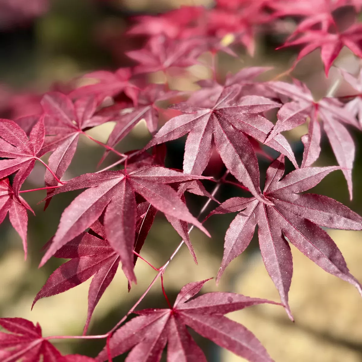 Bloodgood Japanese Maple
