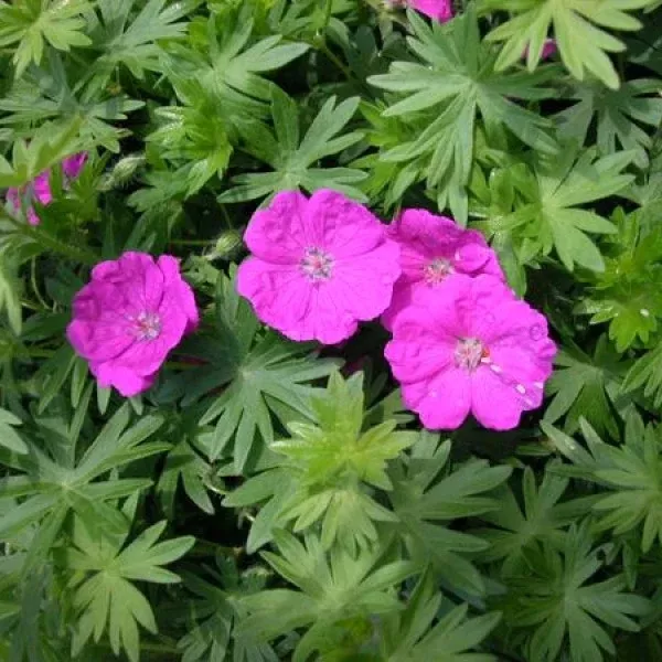Bloody Cranesbill