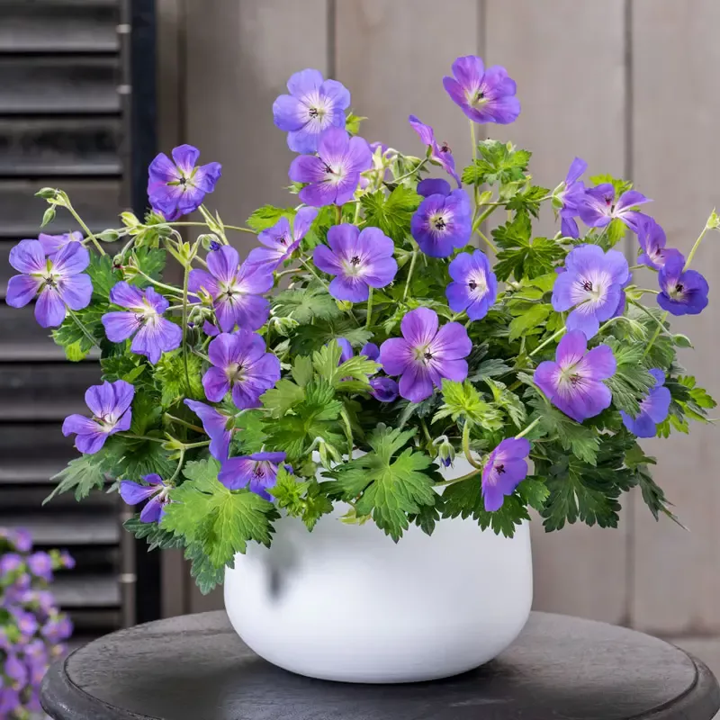 Bloom Me Away Hardy Geranium