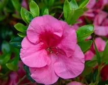 Bloom-A-Thon Pink Cupcake Azalea