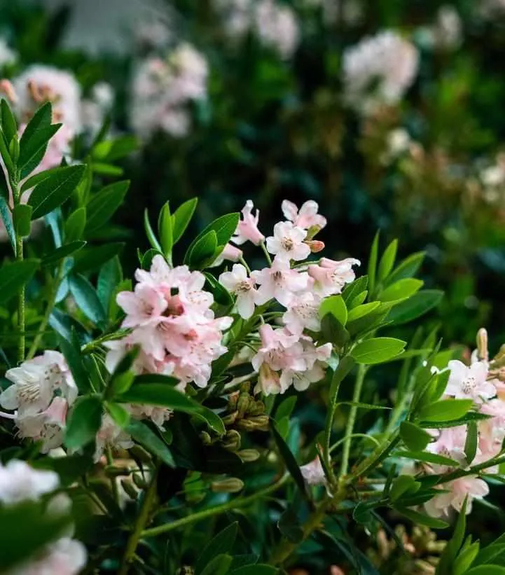 Bloombux Blush Rhododendron