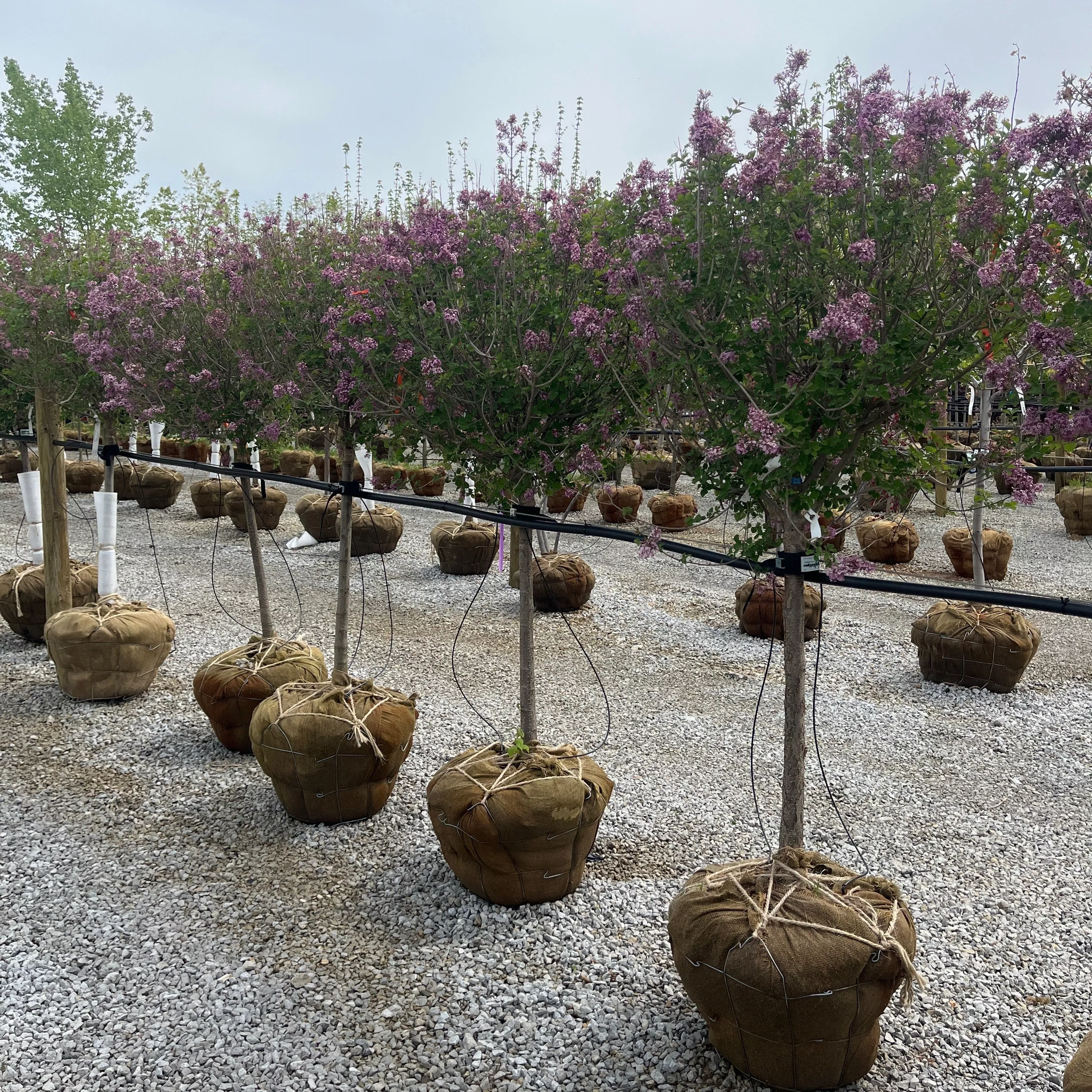 Bloomerang Dark Purple Lilac - Syringa - Ball & Burlap Shrub (Multiple Sizes)