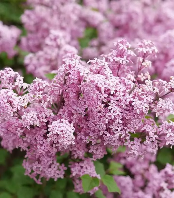 Bloomerang Purpink Reblooming Lilac