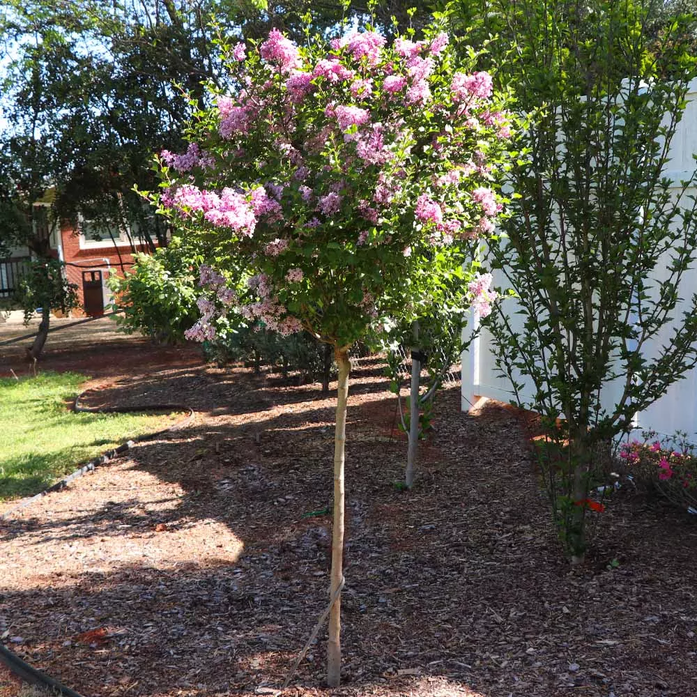 Bloomerang Purple Lilac Tree