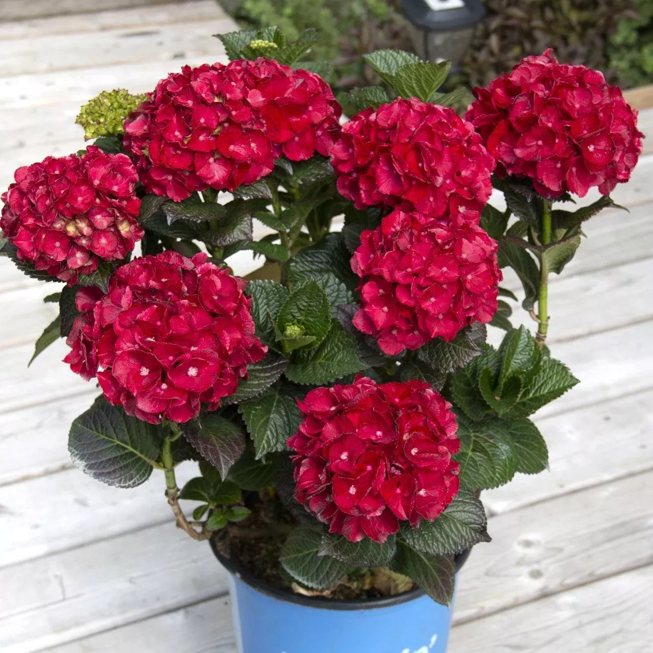 Bloomin' Easy Cherry-Go-Round™ Hydrangea