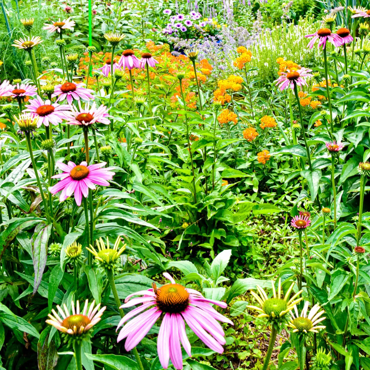 Blooming Plant Box - 25 Mixed -Perennials & Climber Groundcover Vines - Chosen Perfect For Your Zone