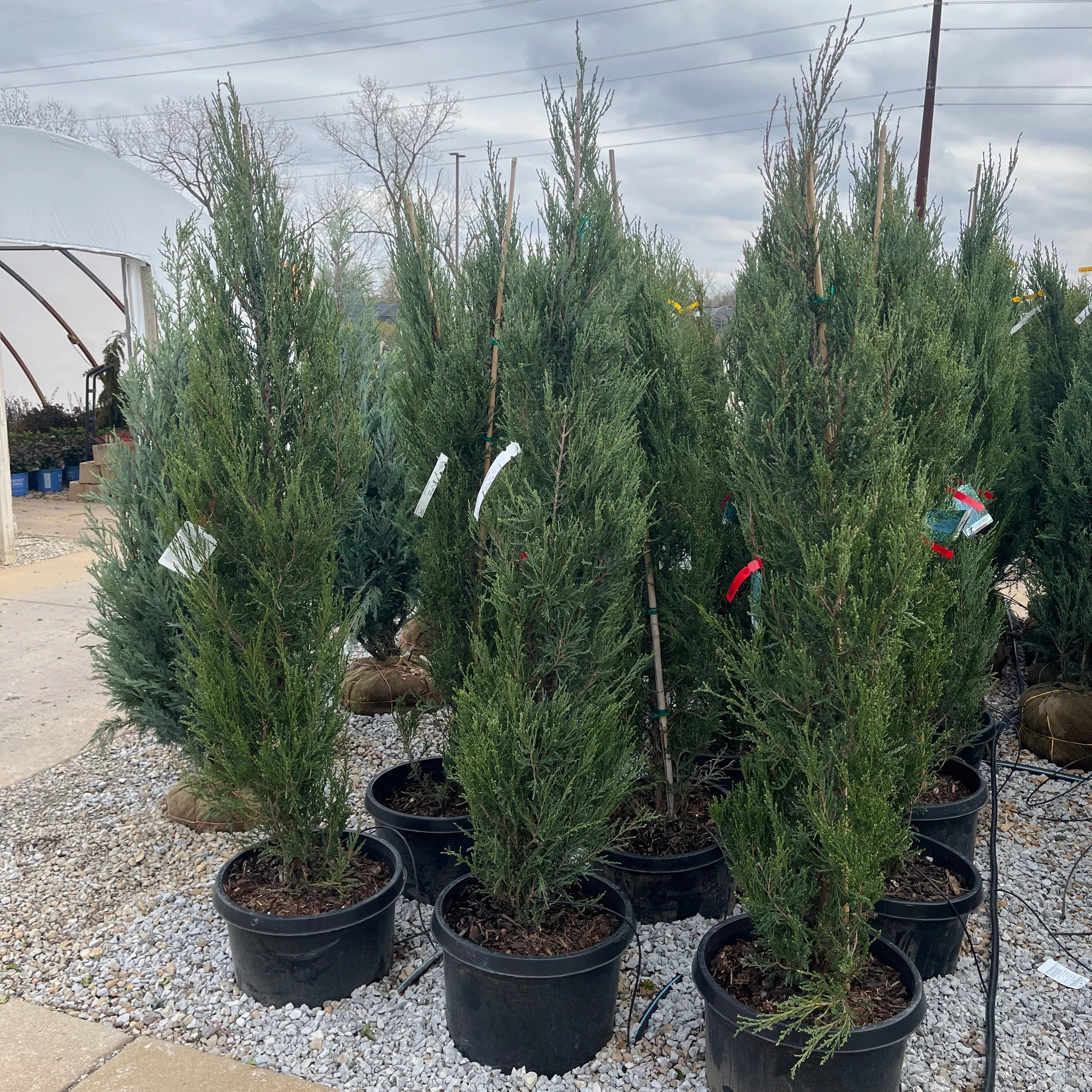 Blue Arrow Juniper - Juniperus scopulorum - 15 Gallon Potted Shrub