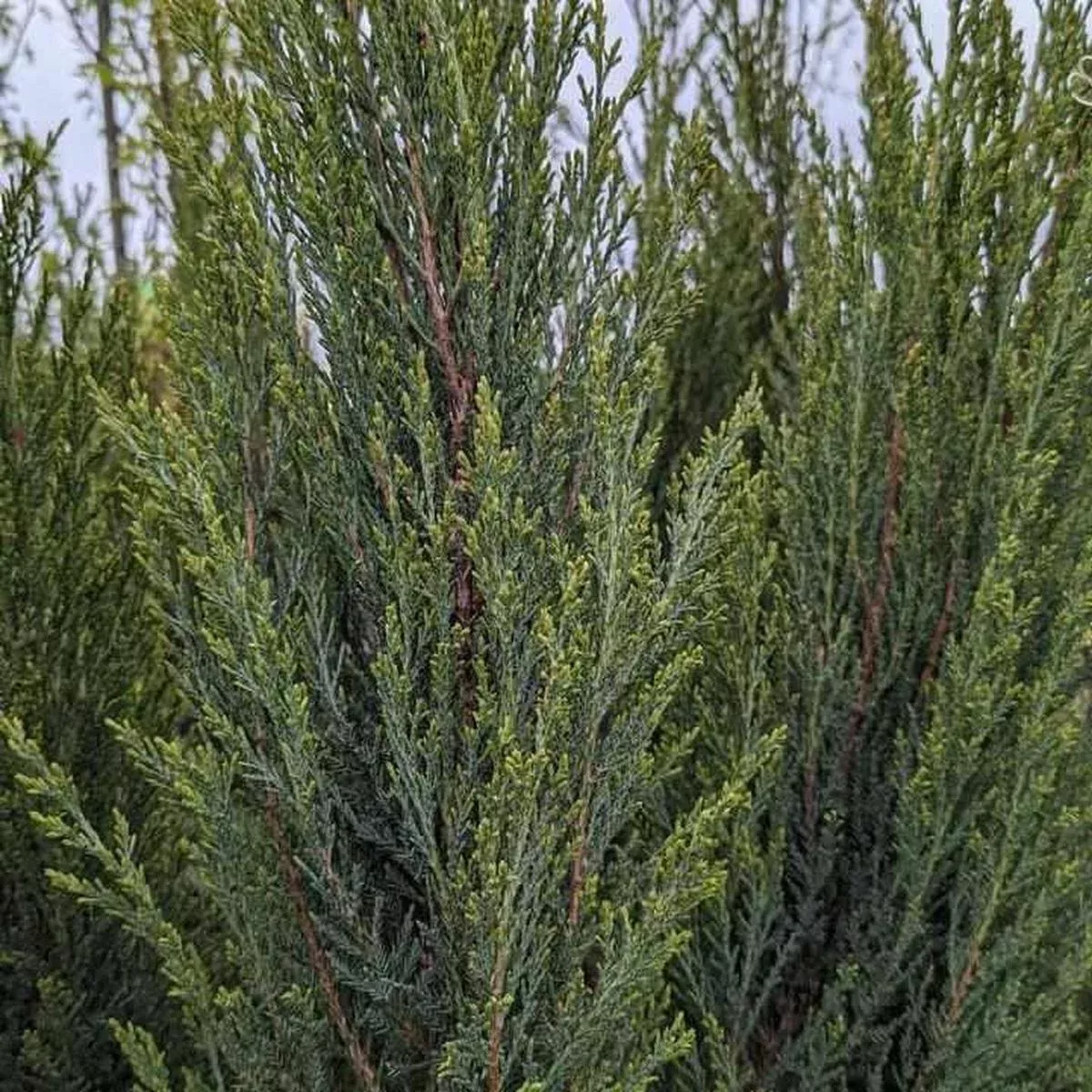 Blue Arrow Red Cedar