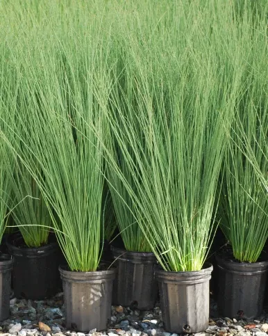 Blue Arrows Rush Juncus Grass