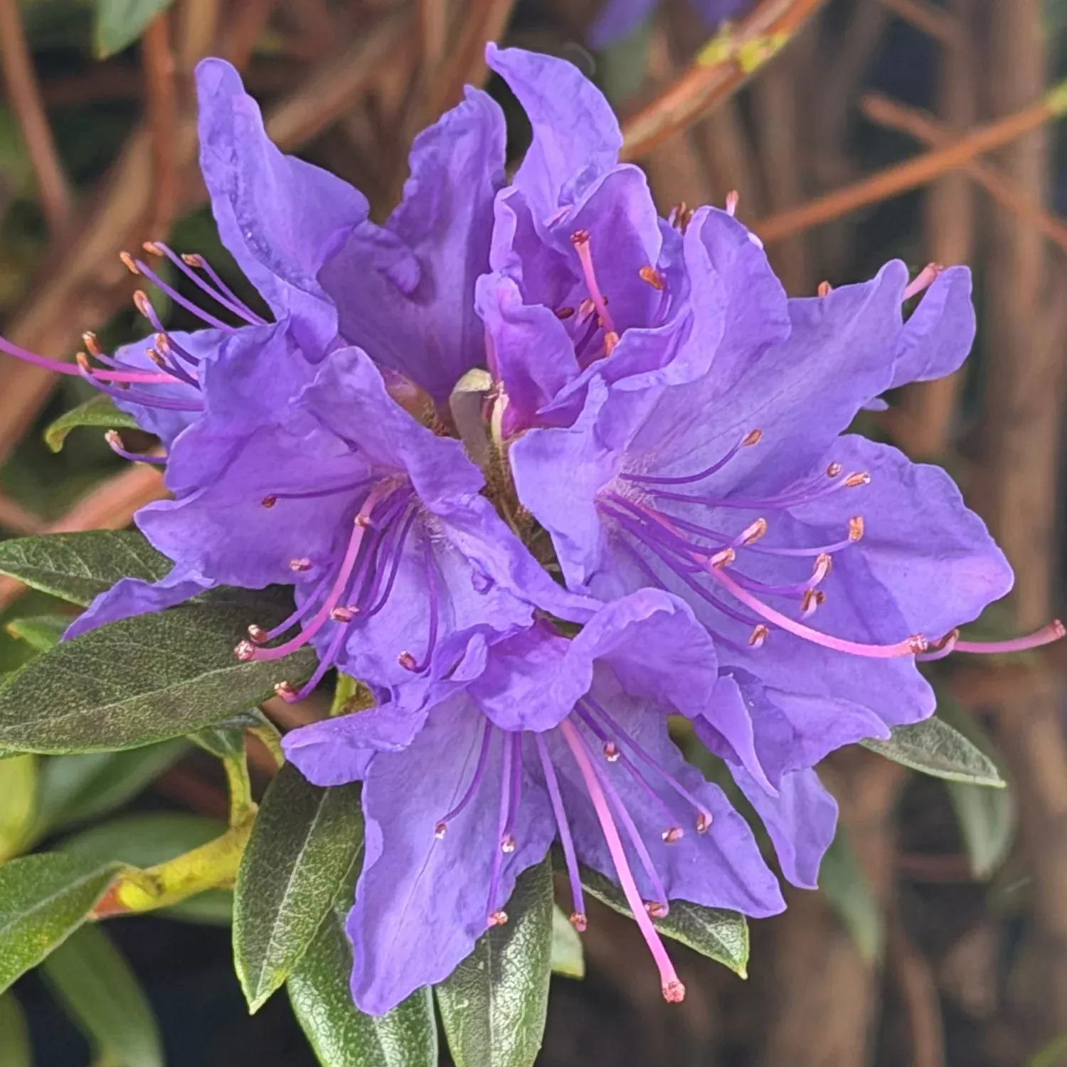 Blue Baron Rhododendron