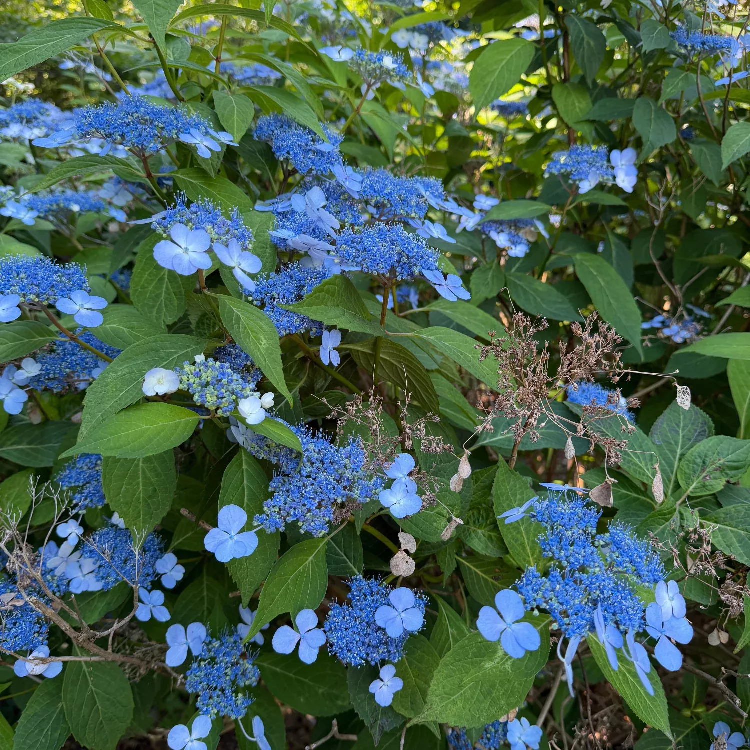 Blue Billow Hydrangea