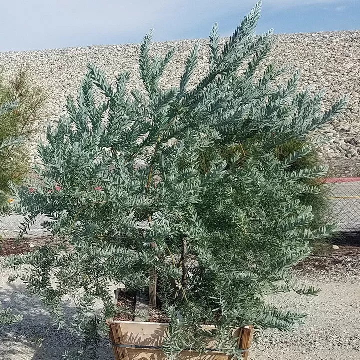 Blue Bush Acacia