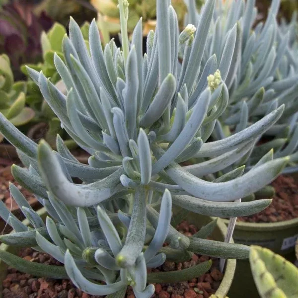 Blue Chalk Sticks