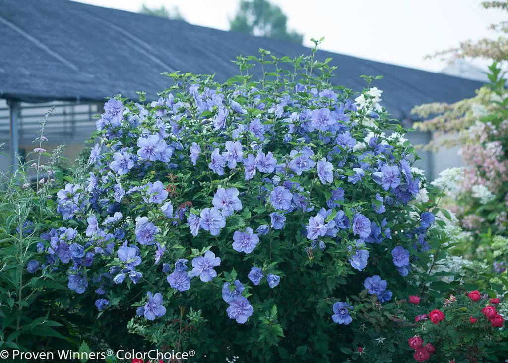 Blue Chiffon Rose of Sharon